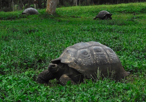 Galapagos tortoises