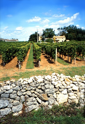 FR.stemilion.vinyard.72.jpg