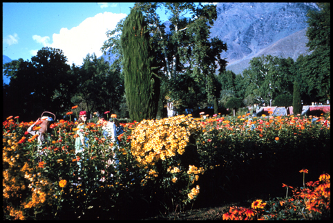 India.kashmir.garden.72.jpg