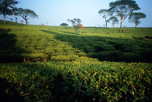 Indo.gunung.mas3.jpg