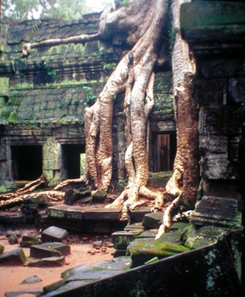 Ta Prohm trees