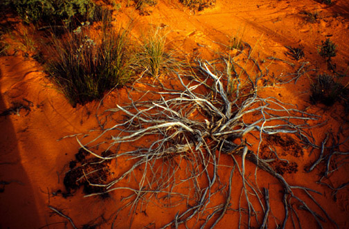 SAfri.desertplants.72.jpg