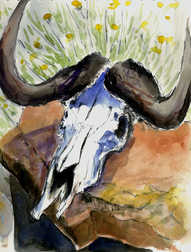 SAfrica.wildebeast.skull.72.jpg