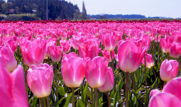 Washington Tulips