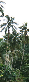 fiji travel
                top4