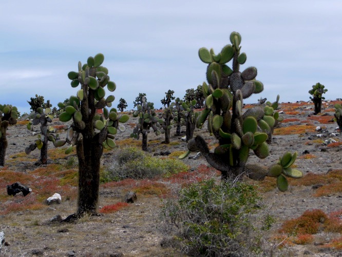 Galapagos Cactus