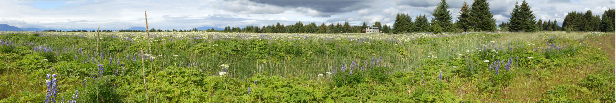 Gustavus flowers Alaska