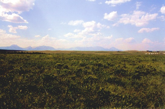 Blackfeet Plains in Browning