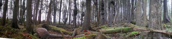 Khalalock Trees